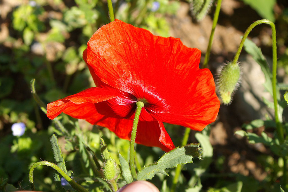 Papaveri (Papaver rhoeas e P. pinnatifidum)